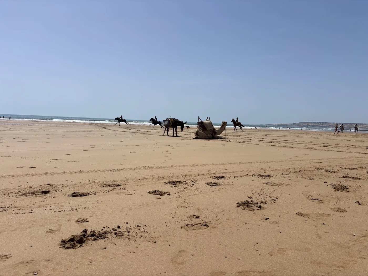Chameaux en bord de mer à Essaouira